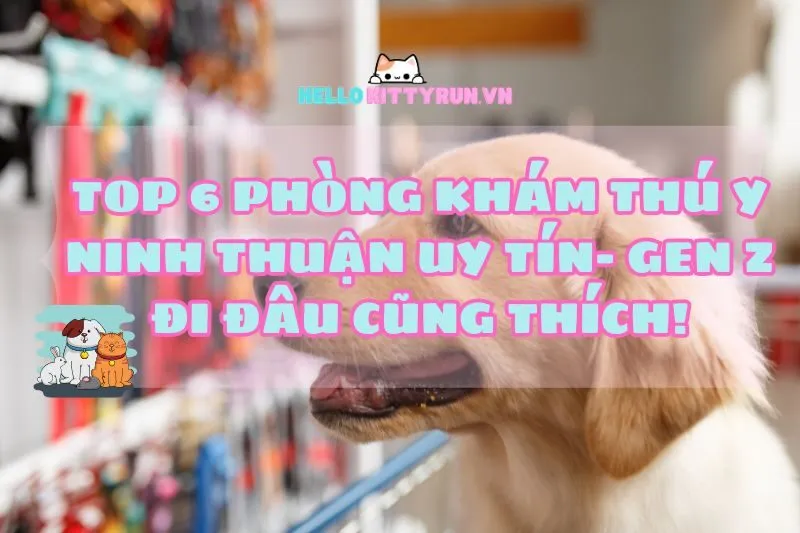 Top 6 Phòng Khám Thú Y Ninh Thuận 2024 Uy Tín– Gen Z Đi Đâu Cũng Thích!